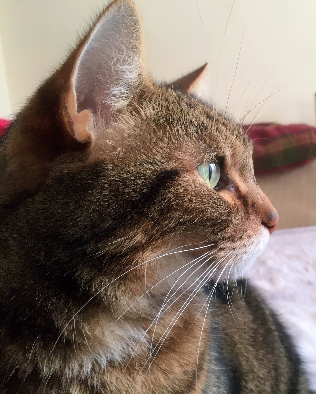 Close-up profile photograph of Zen, a brown tabby cat with a pale green eye, gazing towards the light.